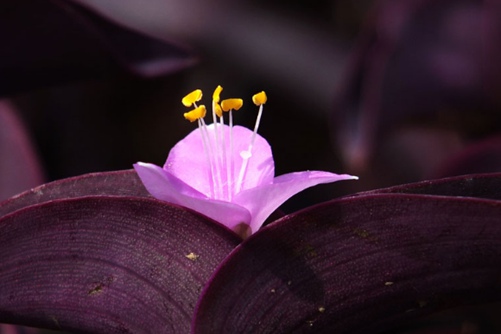 紫鸭跖草的功效与作用,紫鸭跖草,你不知道的秘密!