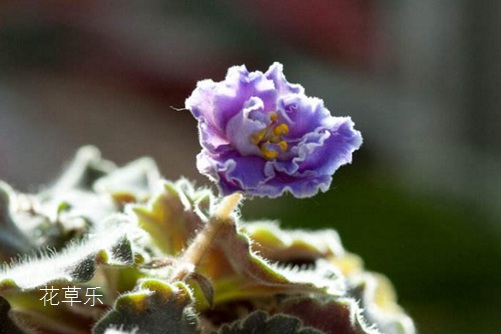 非洲堇怎么浇水,是非洲堇养植的不死秘诀