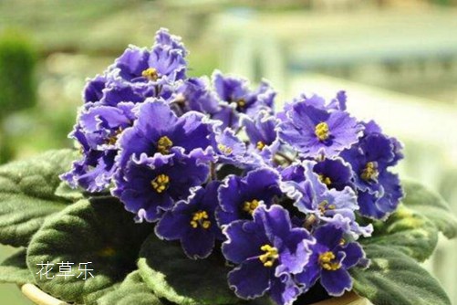 非洲堇怎么养才会四季开花?非洲堇的养殖方法及注意事项介绍