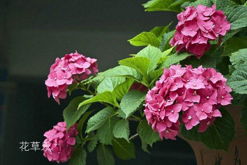 非洲堇怎么养才会四季开花?非洲堇的养殖方法及注意事项介绍