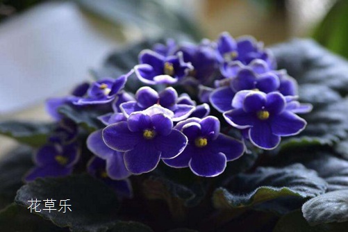 非洲堇怎么养才会四季开花?非洲堇的养殖方法及注意事项介绍