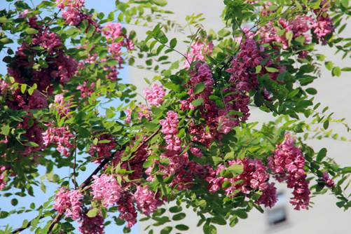 槐树花图片，槐树花图片高清大图