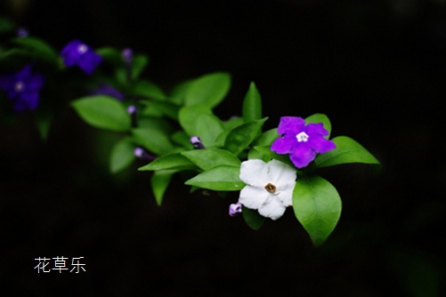 双色茉莉怎么施肥?教你几招,枝繁叶茂,花开不断,香飘满屋!