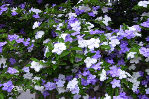 双色茉莉家里怎么养?会“变脸”的花草,说不定就在你家阳台!