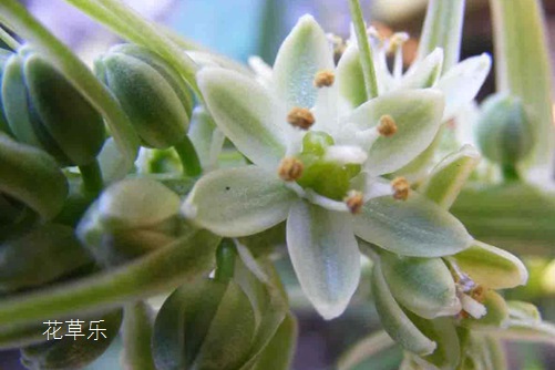 虎眼万年青的功效与作用,再见!肿瘤君!