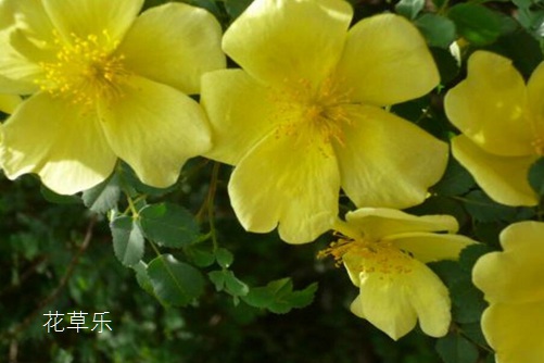 荼蘼花花语与传说是什么?表达“末日之美”的凄美爱情