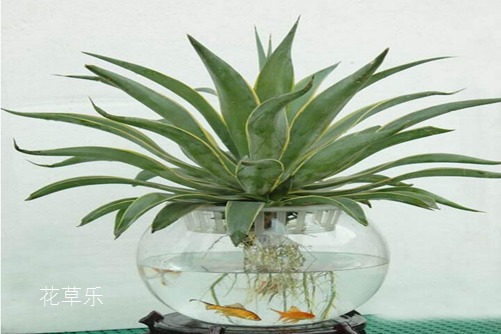 虎皮兰怎么水培,水培虎皮兰的养殖方法和注意事项