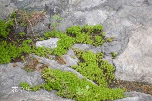 垂盆草如何安全越冬,垂盆草的养殖方法介绍