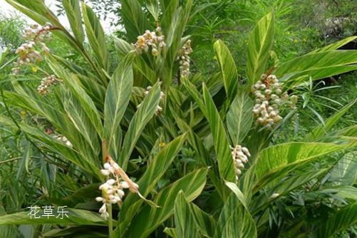 花叶良姜的风水应用,良辰美景奈何天,花叶良姜谁家院?