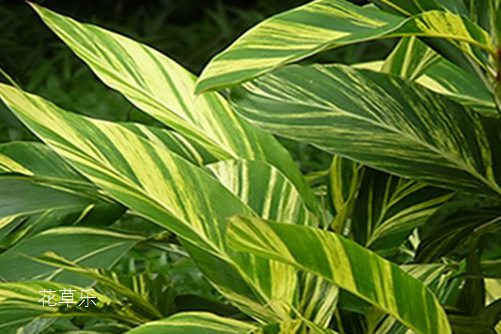 花叶良姜的风水应用,良辰美景奈何天,花叶良姜谁家院?