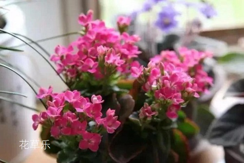 伽蓝菜的花语是什么? 大吉大利福寿吉庆