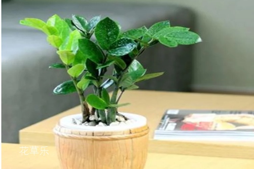 金钱树的风水作用?放在这些地方生财挡灾,好运滚滚来!