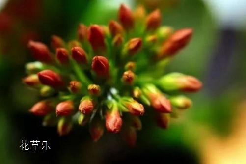 伽蓝菜的花语是什么? 大吉大利福寿吉庆