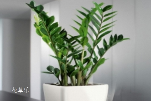 金钱树可以放在卧室吗?最好不,原因我来告诉你