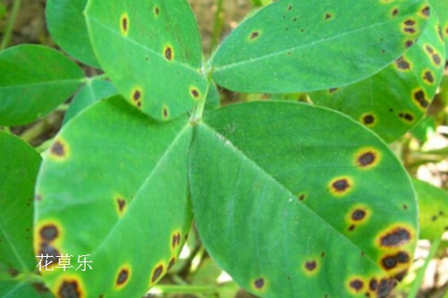 发财树常见病虫害的防治小妙招,你还不赶紧收藏了!