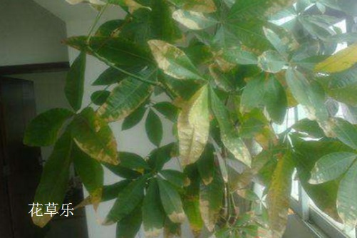 发财树常见病虫害的防治小妙招,你还不赶紧收藏了!