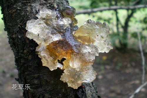 流胶病会导致桃树枯死,该如何预防和治疗桃树流胶病呢