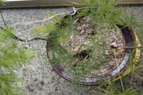 蓬莱松叶子发黄了怎么办?知道了这些你的蓬莱松才会四季嫩绿