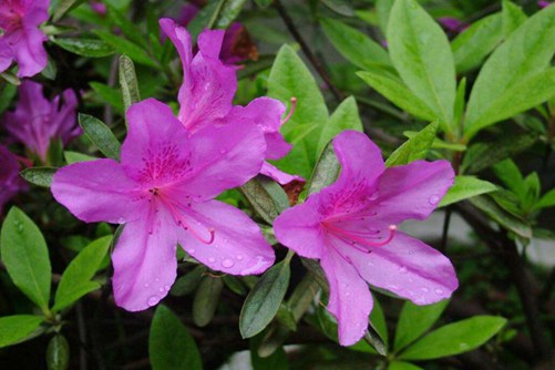 杜鹃花掉叶子怎么办,杜鹃花什么时候开呢?