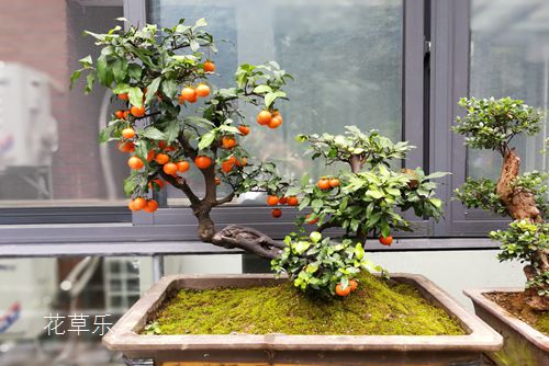 金弹子叶片生有突出的黑色班块,疑似疮痂病 应该怎样防治