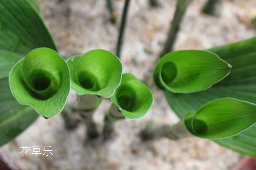 一叶兰叶子发黄怎么办?知道这些原因就能彻底解决