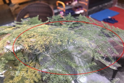 救救我的文竹, 一晚上的时间 叶子就被白色网罩住了