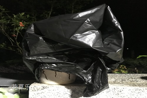 救救我的文竹, 一晚上的时间 叶子就被白色网罩住了