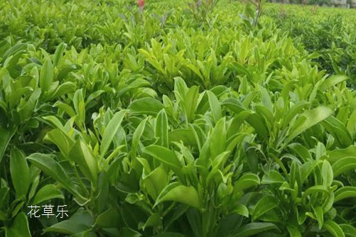 非洲茉莉遇虫害该怎么办,看看这些你就知道了