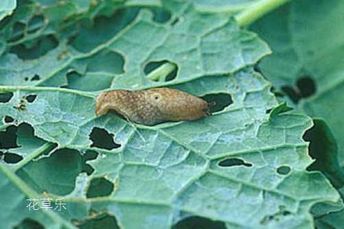 非洲茉莉遇虫害该怎么办,看看这些你就知道了