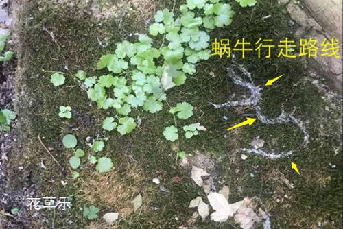 蜗牛是益虫还是害虫?蜗牛危害特点及防治措施