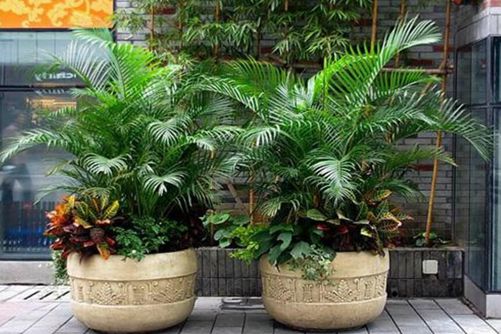 散尾葵叶子发黑怎么办?四招教您解决散尾葵叶子发黑