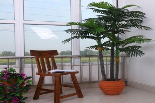 散尾葵叶子发黑怎么办?四招教您解决散尾葵叶子发黑