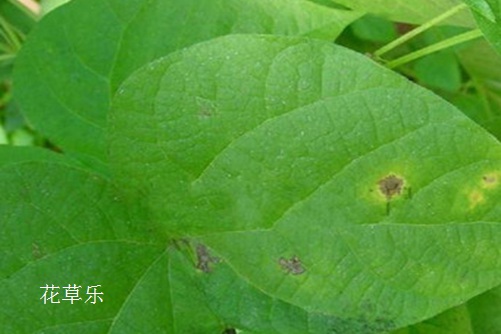 红颜易老,美人迟暮:牵牛花的常见病虫害与防治方法