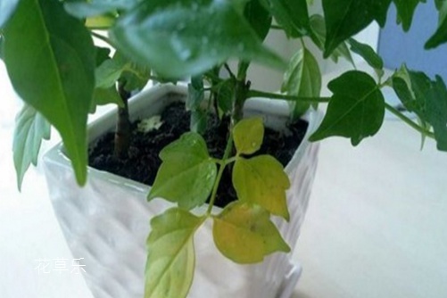 幸福树叶子发黄怎么办?学会这一招,立马郁郁葱葱!