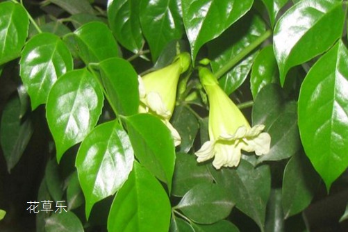 幸福树叶子发黄怎么办?学会这一招,立马郁郁葱葱!