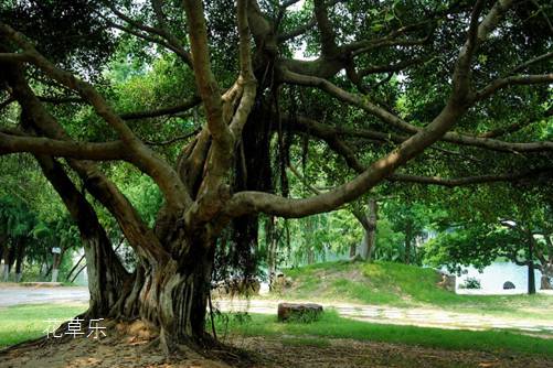 救救我吧,我都快成秃头了!榕树盆景掉叶子是什么原因?