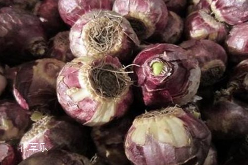 风信子种球发霉怎么办?别丢,用以下的方法就能起死回生!