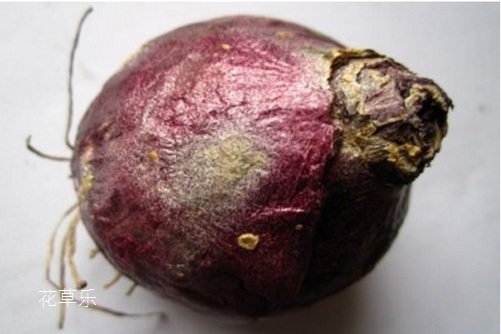 风信子种球发霉怎么办?别丢,用以下的方法就能起死回生!