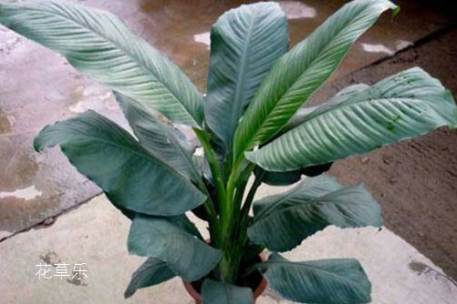 我本霸王我怕谁!绿霸王烂叶怎么办?