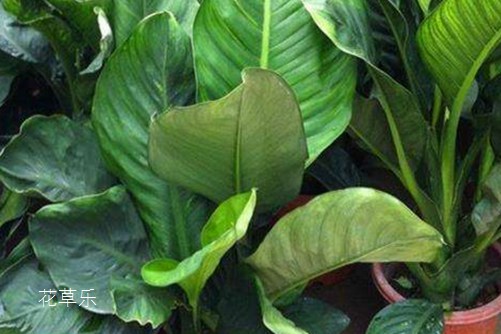 我本霸王我怕谁!绿霸王烂叶怎么办?