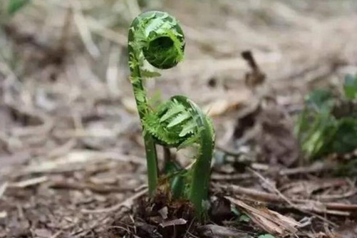 蕨菜图片,高清蕨菜图片大全