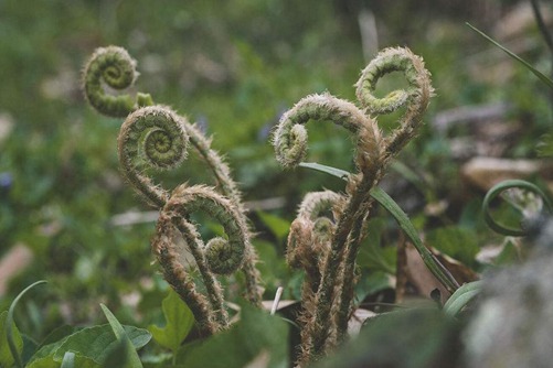 蕨菜图片,高清蕨菜图片大全