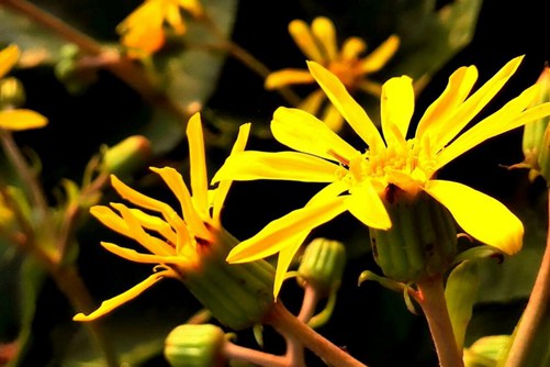 八角乌图片,高清八角乌图片