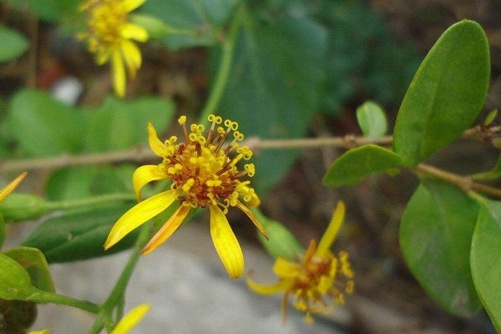 八角乌图片,高清八角乌图片