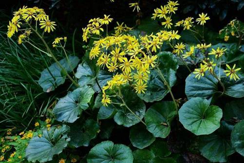 八角乌图片,高清八角乌图片