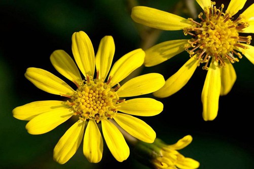 八角乌图片,高清八角乌图片