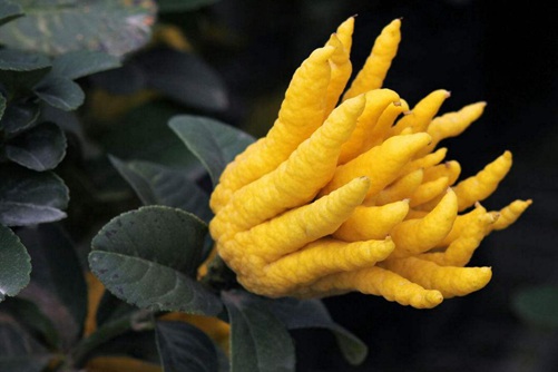 佛手图片,高清佛手图片大全