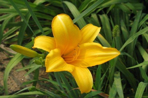 萱草图片,母亲之花萱草图片高清大图