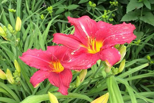 萱草图片,母亲之花萱草图片高清大图