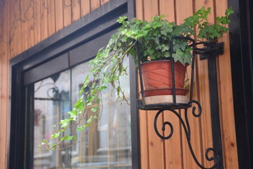 常春藤图片,常春藤图片高清大图